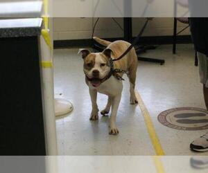 Bulldog-Unknown Mix Dogs for adoption in Waterford, VA, USA