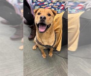 Chinese Shar-Pei-Unknown Mix Dogs for adoption in Peoria, IL, USA