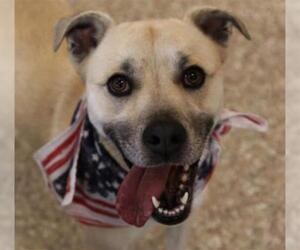 Labrador Retriever Dogs for adoption in Clyde, NC, USA