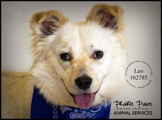 Australian Shepherd-Basset Hound Mix Dogs for adoption in Grand Prairie, TX, USA