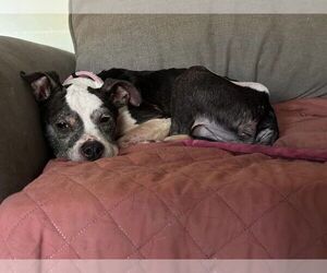 American Pit Bull Terrier-Unknown Mix Dogs for adoption in Evansville, IN, USA