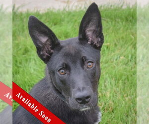 Australian Kelpie-German Shepherd Dog Mix Dogs for adoption in Huntley, IL, USA