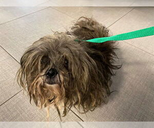 Shih Tzu-Unknown Mix Dogs for adoption in Rancho Cucamonga, CA, USA
