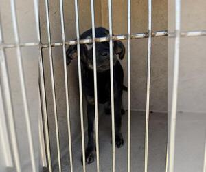 German Shepherd Dog-Unknown Mix Dogs for adoption in Oklahoma City, OK, USA