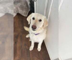 Labrador Retriever-Unknown Mix Dogs for adoption in Turlock, CA, USA