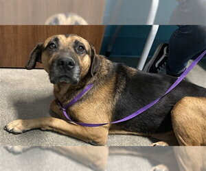 Labrador Retriever Dogs for adoption in Houston, TX, USA