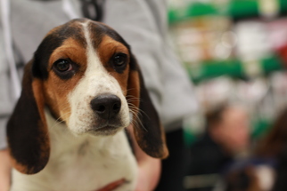 Medium Photo #1 Beagle-Unknown Mix Puppy For Sale in Morganville, NJ, USA