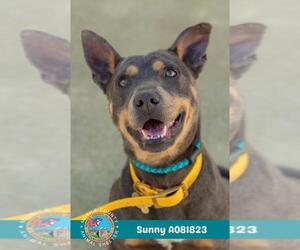 Mutt Dogs for adoption in Mobile, AL, USA