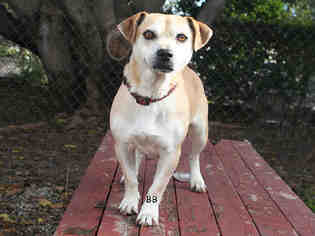 Chiweenie Dogs for adoption in Santa Barbara, CA, USA