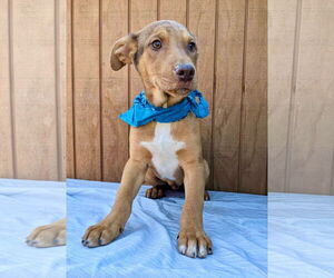 Labbe Dogs for adoption in Mt. Laurel, NJ, USA