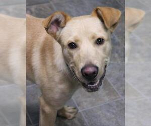 Labrador Retriever Dogs for adoption in Neillsville, WI, USA