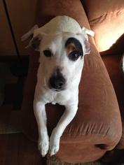 Jack Russell Terrier Dogs for adoption in Saint Paul, MN, USA