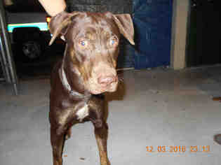 Medium Photo #1 Rottweiler-Unknown Mix Puppy For Sale in Tavares, FL, USA