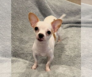 Chihuahua-Unknown Mix Dogs for adoption in Rockaway, NJ, USA