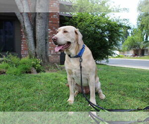 Labrador Retriever Dogs for adoption in Clovis, CA, USA