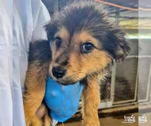 Spaniel-Unknown Mix Dogs for adoption in Washington, DC, USA