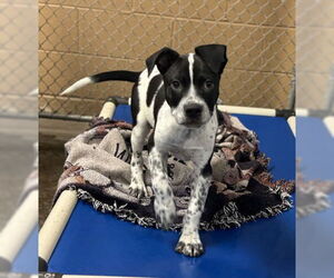 American Pit Bull Terrier-Unknown Mix Dogs for adoption in Redwood City, CA, USA