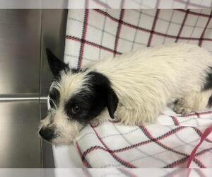 Cairn Terrier Dogs for adoption in HESPERIA, CA, USA