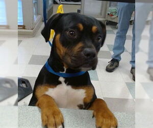 Bulldog-Unknown Mix Dogs for adoption in Oklahoma City, OK, USA