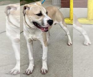 American Bulldog Dogs for adoption in Forestville, MD, USA