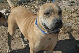 Chinese Shar-Pei-Unknown Mix Dogs for adoption in Tonopah, AZ, USA