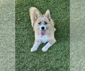 Pembroke Welsh Corgi-Unknown Mix Dogs for adoption in Agoura Hills, CA, USA