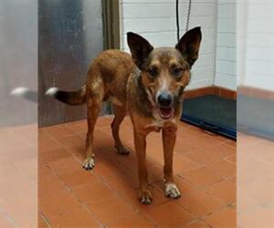 German Shepherd Dog-Unknown Mix Dogs for adoption in Camarillo, CA, USA