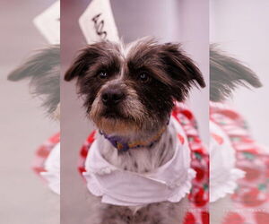 Mutt Dogs for adoption in The Woodlands, TX, USA