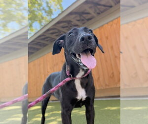 Labrador Retriever-Unknown Mix Dogs for adoption in Hilton Head, SC, USA