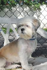 Medium Photo #1 Shih Tzu Puppy For Sale in Boca Raton, FL, USA