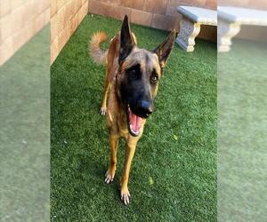 Mutt Dogs for adoption in Moreno Valley, CA, USA