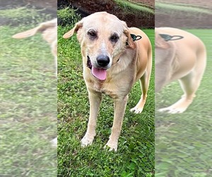 Labrador Retriever Dogs for adoption in Rustburg, VA, USA