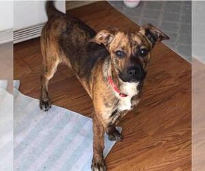 Bogle Dogs for adoption in Nashville, TN, USA