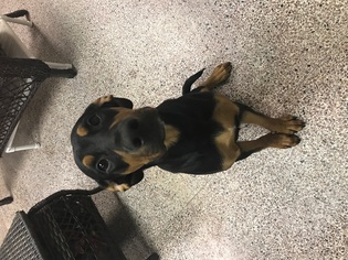Doberman Pinscher Dogs for adoption in Holden, MO, USA
