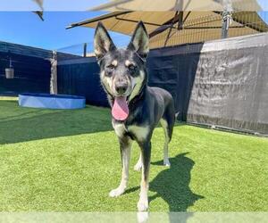 Siberian Husky-Unknown Mix Dogs for adoption in Orange, CA, USA