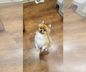 Pomeranian Dogs for adoption in Charlotte, NC, USA