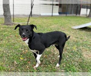 Chihuahua-Unknown Mix Dogs for adoption in Texas City, TX, USA