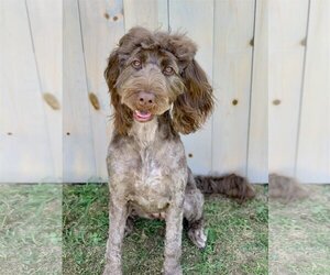 Springerdoodle Dogs for adoption in Pacolet, SC, USA