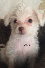 Malchi Dogs for adoption in Fresno, CA, USA
