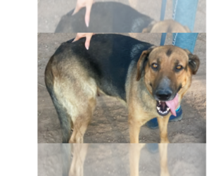 German Shepherd Dog-Unknown Mix Dogs for adoption in Los Lunas, NM, USA