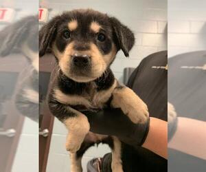 American Pit Bull Terrier-German Shepherd Dog Mix Dogs for adoption in Corpus Christi, TX, USA