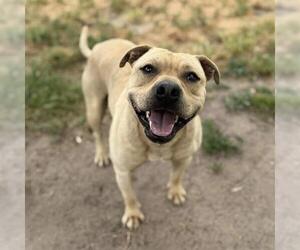 Staffordshire Bull Terrier-Unknown Mix Dogs for adoption in Modesto, CA, USA