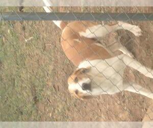 Treeing Walker Coonhound-Unknown Mix Dogs for adoption in Florence, AL, USA