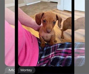 Dachshund Dogs for adoption in Los Angeles, CA, USA