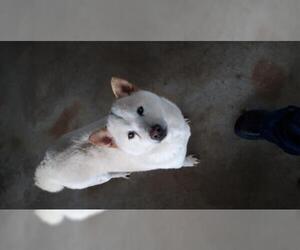 Shiba Inu Dogs for adoption in Bonifay, MO, USA