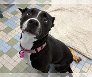 American Pit Bull Terrier-Unknown Mix Dogs for adoption in Fort Collins, CO, USA