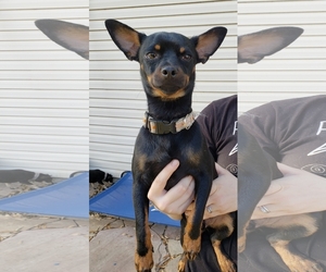 Chipin Dogs for adoption in Marrero, LA, USA