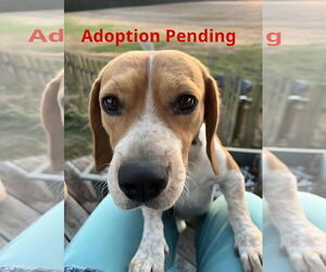 Beagle Dogs for adoption in Dunnellon, FL, USA