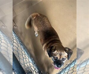 Puggle Dogs for adoption in Chula Vista, CA, USA