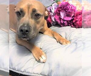 American Staffordshire Terrier-Unknown Mix Dogs for adoption in Englewood, CO, USA